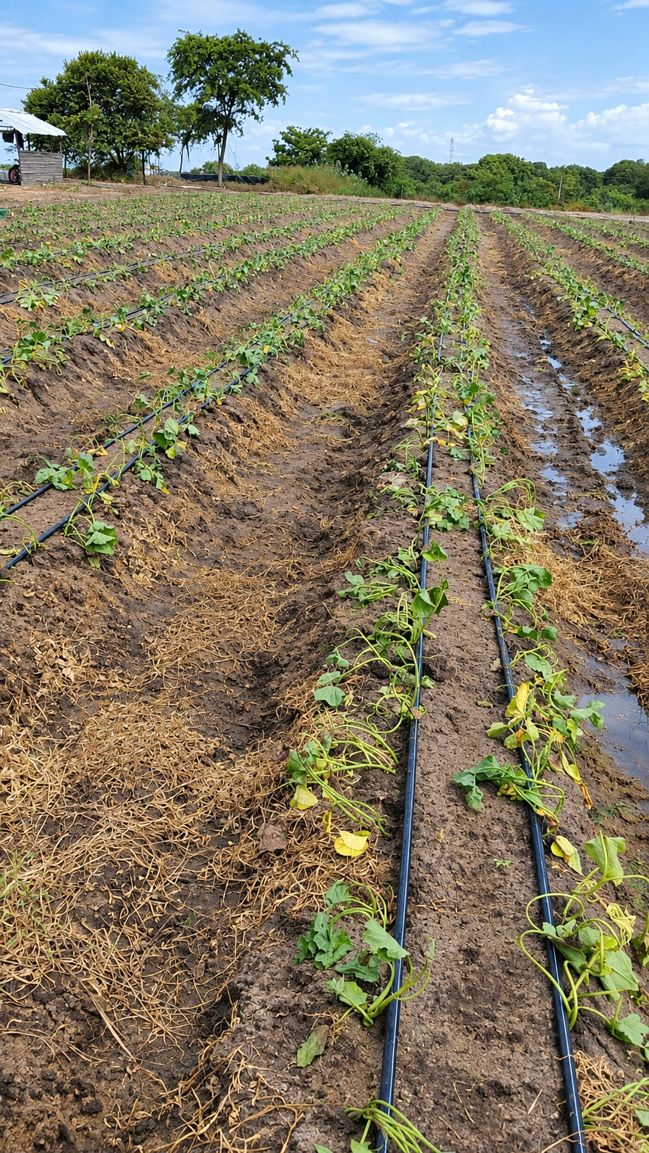 Surcos de cultivo de batata con sistema de riego por goteo